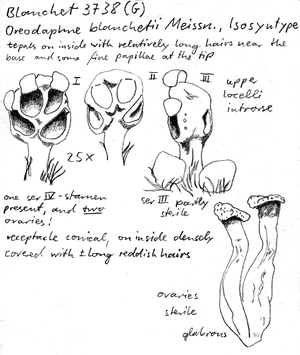 Vorschaubild Oreodaphne blanchetii Meisn.